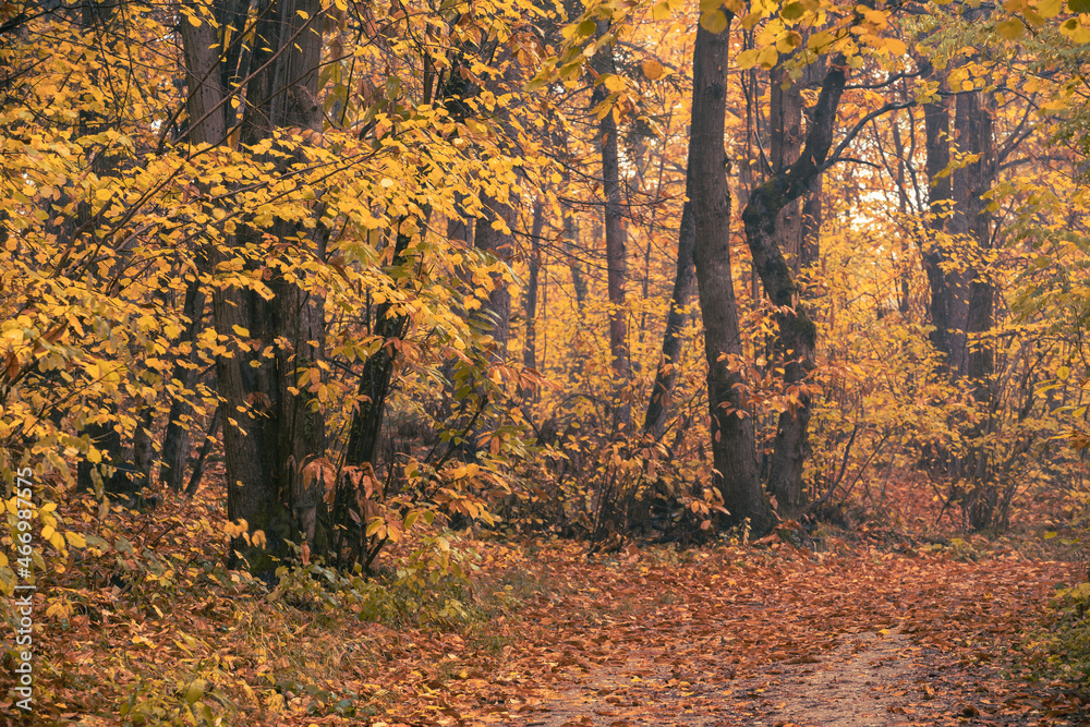 Rain and fall hues in the Monticolo Forest in South Tyrol, Italy.