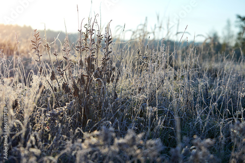Wallpaper Mural Close-up of beautiful frost on the grass and leaves frosty misty autumn morning Torontodigital.ca