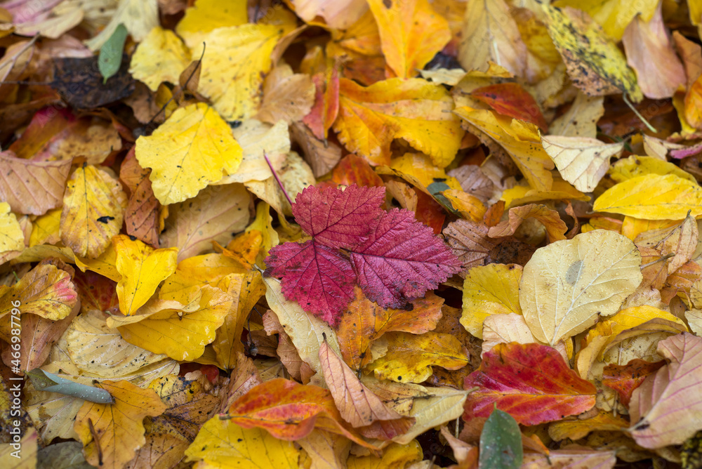 Closeup of autumnal leaves on the floor texture Closeup of autumnal leaves on the floor texture