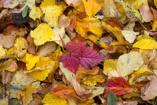 Closeup of autumnal leaves on the floor texture
