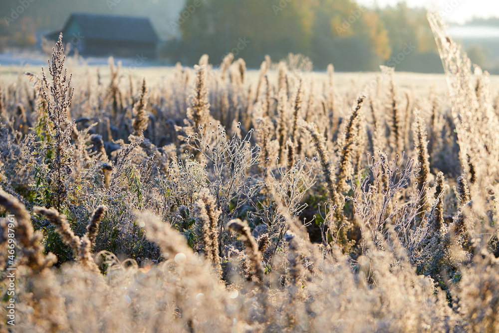 Fototapeta premium Close-up of beautiful frost on the grass and leaves frosty misty autumn morning