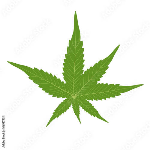Hemp vector stock illustration. Green leaves are a weed. Organic preparation for cosmetics. Isolated on a white background.