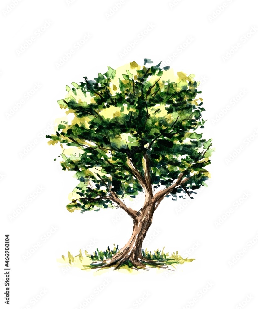 tree isolated on white background watercolour illustration 