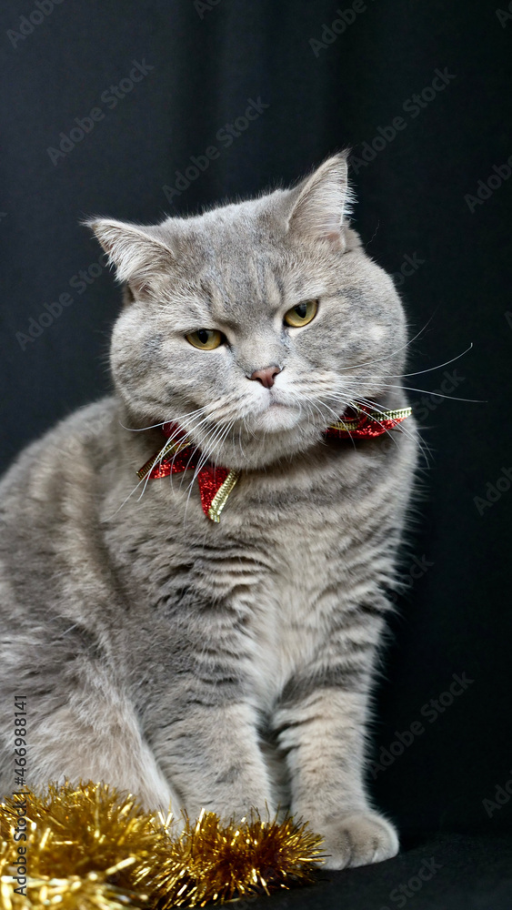 Obraz premium British pet, Scottish straight cat for New Year 2022, Christmas, with glasses and red bow, black background, close-up. A cool gray animal celebrates the holidays