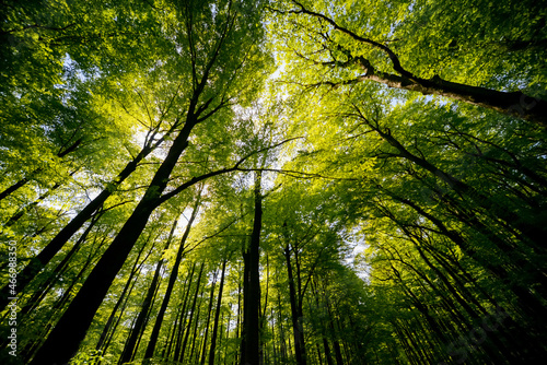 Treetops of beech  fagus  and oak  quercus  trees in a compact german forest near G  ttingen on a bright summer day with fresh green foliage  strong trunks and boles seen from below in frog perspective