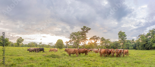 Принти на полотні Paisaje con vacas