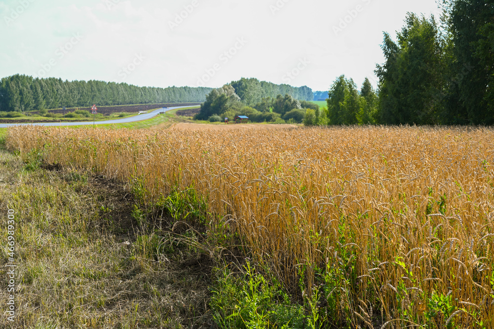 Golden wheat field in the hot summer sunny day. Field of ripening rye in a summer day. Rye ears. Golden wheat field in the hot summer sunny day. Field of ripening rye in a summer day. Rye ears.