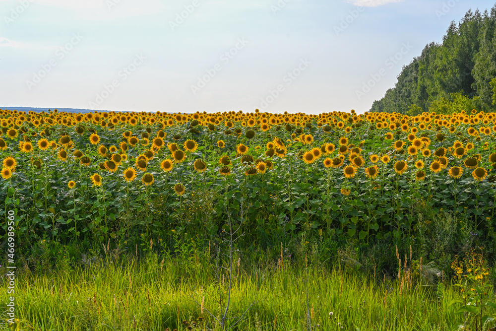 Obraz premium Beautiful sunflower in sunflowers field on summer with blue sky at Europe.