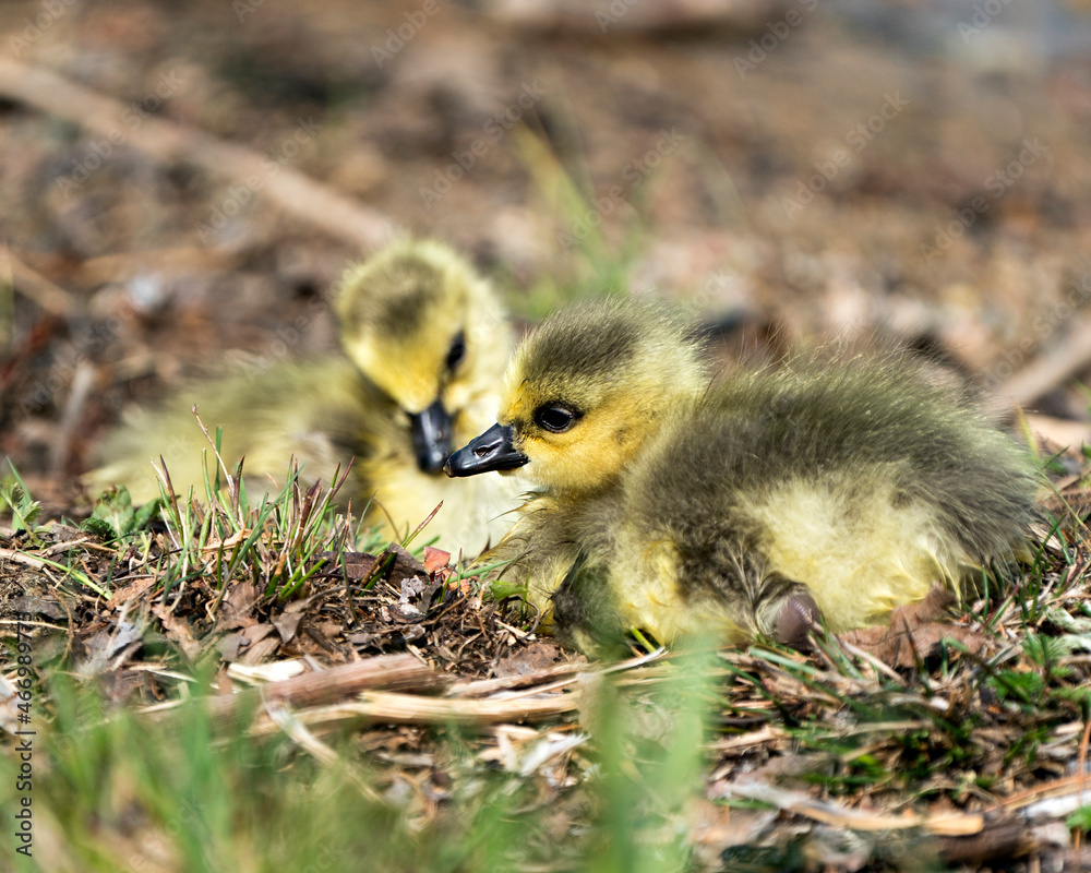 Canada Goose Photo. Canadian babies gosling close-up profile view resting on grass in their environment and habitat. Canada Goose Image. Picture. Portrait. Photo. Canada Goose Photo. Canadian babies gosling close-up profile view resting on grass in their environment and habitat. Canada Goose Image. Picture. Portrait. Photo.