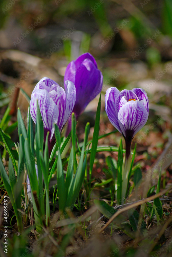 Purple crocuses in spring against a background of green grass. Purple crocuses in spring against a background of green grass.