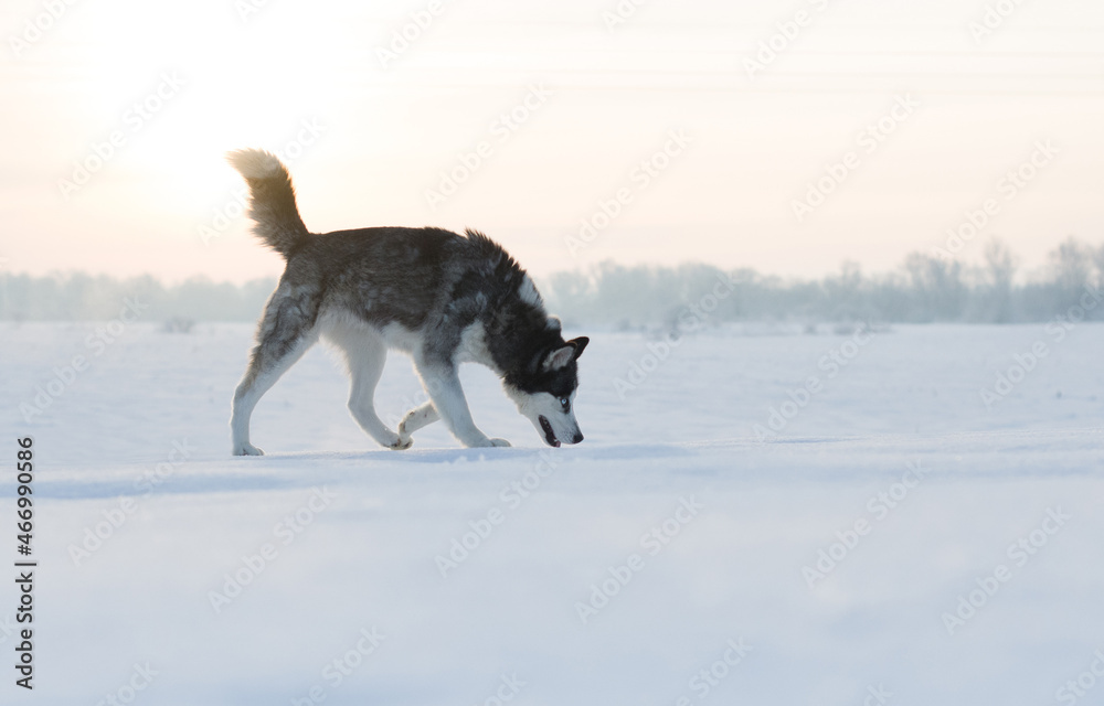 Naklejka premium husky dog walking. Close up