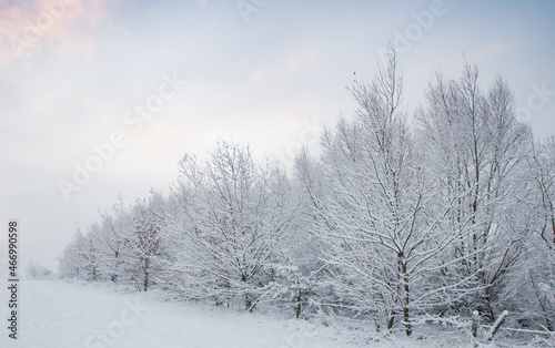 winter forest © Perytskyy