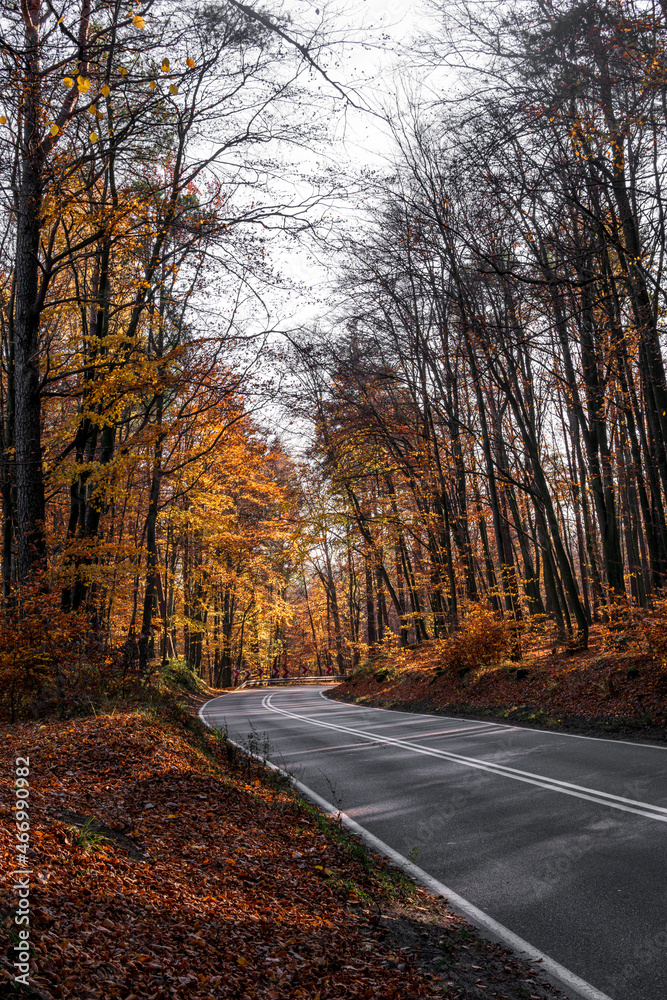 Asphalt road in autumn forest at sunny day. Asphalt road in autumn forest at sunny day.