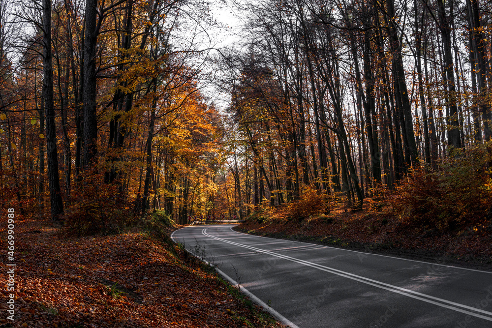 Asphalt road in autumn forest at sunny day. 