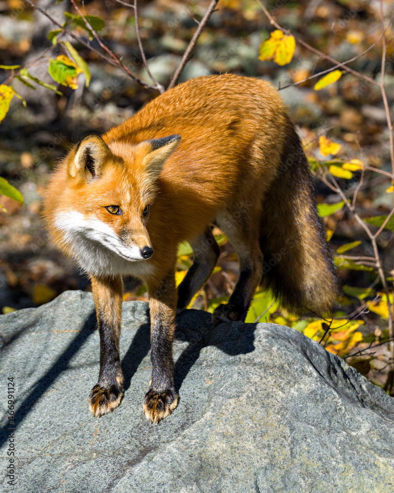 Fototapeta premium Fox Stock Photo and Image.