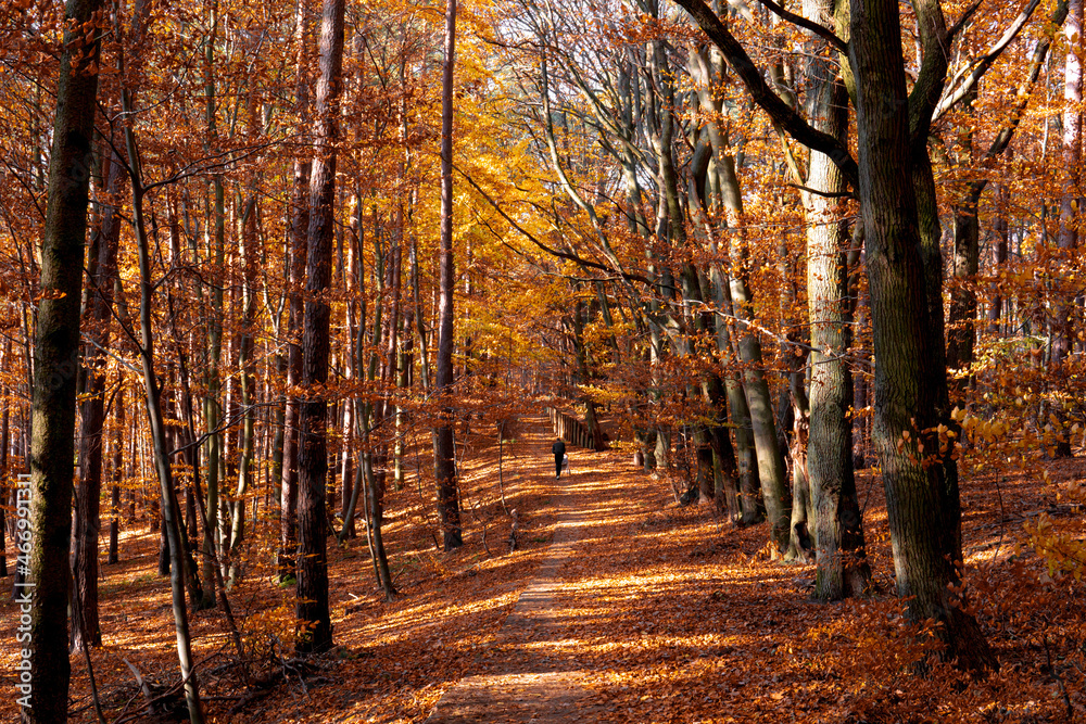 Fototapeta premium Sunny day in forest at autumn