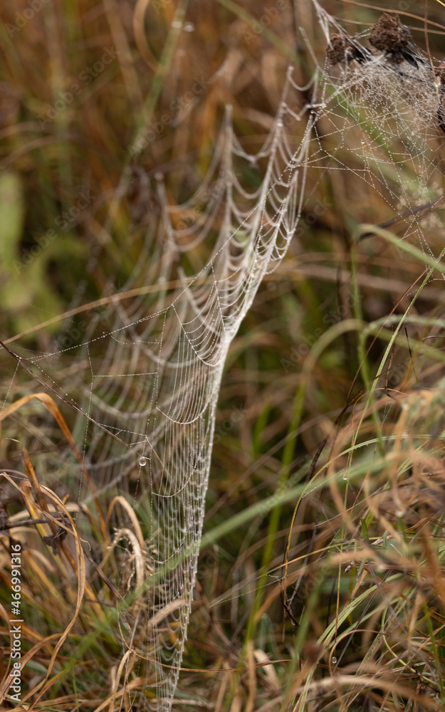 Dewdrops on cobweb Dewdrops on cobweb