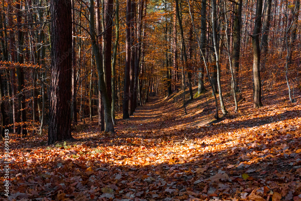Forest path covered in autumn leaves Forest path covered in autumn leaves
