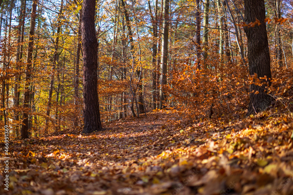 Autumn forest in sunny day. 