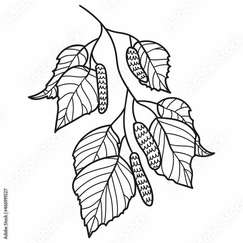 Birch tree branch leaves linear sketch design element. Birch branch with leaves and birch catkins buds hand drawn botanical decorative doodle vector illustration.