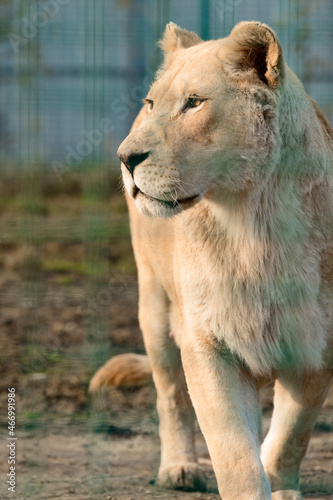 Rare and endangered species of white lions, zoo and animal life in it. © Niko_Dali