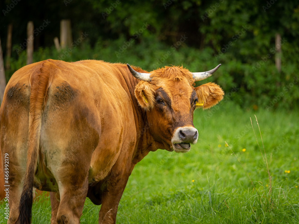 cow in a pasture