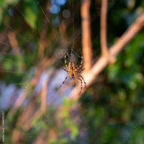 A spider sits in the middle of the net