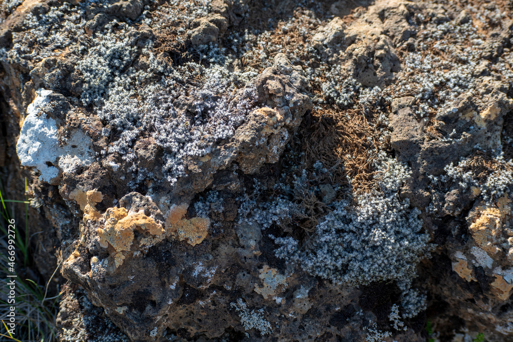 Closeup of lichen and moss growing on a rock Eldborg crater near Borgarnes South Iceland Closeup of lichen and moss growing on a rock Eldborg crater near Borgarnes South Iceland