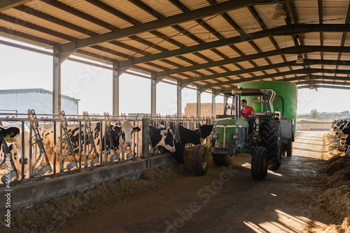Special truck pouring piles of feed for dairy cows in a cowshed at a farm. Dairy farm livestock industry. Animals concept.