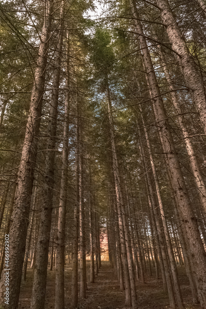 A closeup of a mountain forest during autumn. A closeup of a mountain forest during autumn.