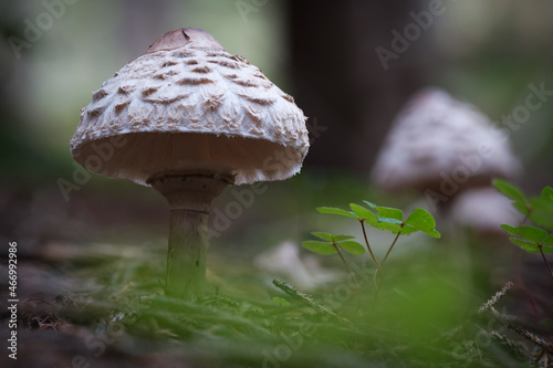 Shaggy Parasol (Chlorophyllum rhacodes) mushroom photo