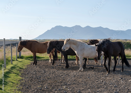 Landscape of horses at farm by Eldborg crater near Borgarnes South Iceland