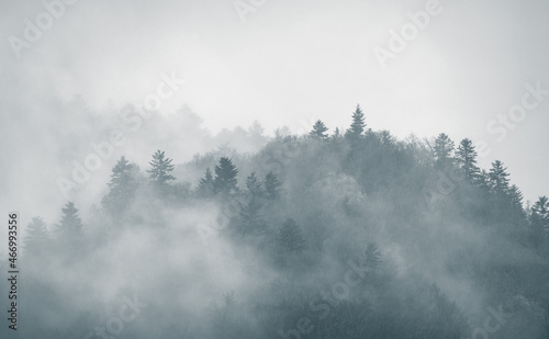 Mysterious black mountain forest in the fog