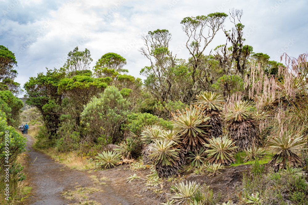 Hike to Paramo de Guacheneque, birthplace of the Bogota River. Path between the vegetation of the andes, at Villapinzón, Cundinamarca, Colombia Hike to Paramo de Guacheneque, birthplace of the Bogota River. Path between the vegetation of the andes, at Villapinzón, Cundinamarca, Colombia