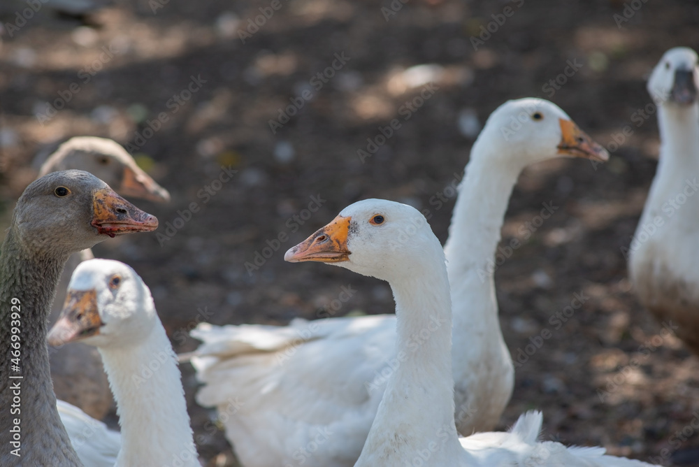 flock of domestic white geese in the village flock of domestic white geese in the village