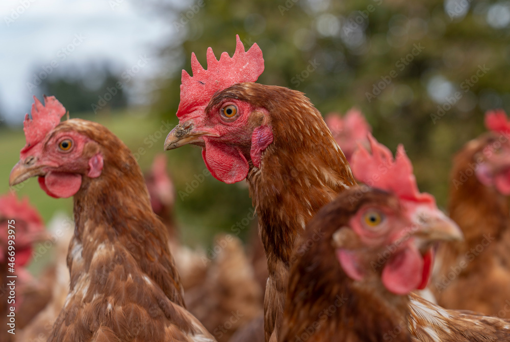 Naklejka premium happy, healthy looking chicken on a chicken farm in Austria