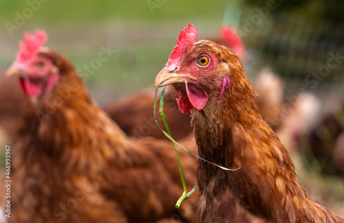 happy, healthy looking chicken on a chicken farm in Austria