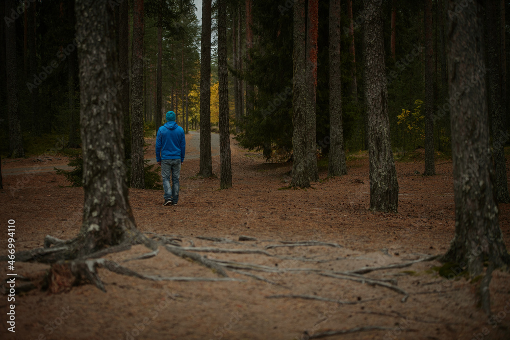 Fototapeta premium man walks in the pine forest in autumn