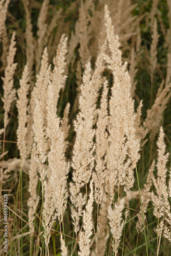 Wild Grass - Nature Background of fine detail - Growth of the land. High quality photo Wild Grass - Nature Background of fine detail - Growth of the land. High quality photo