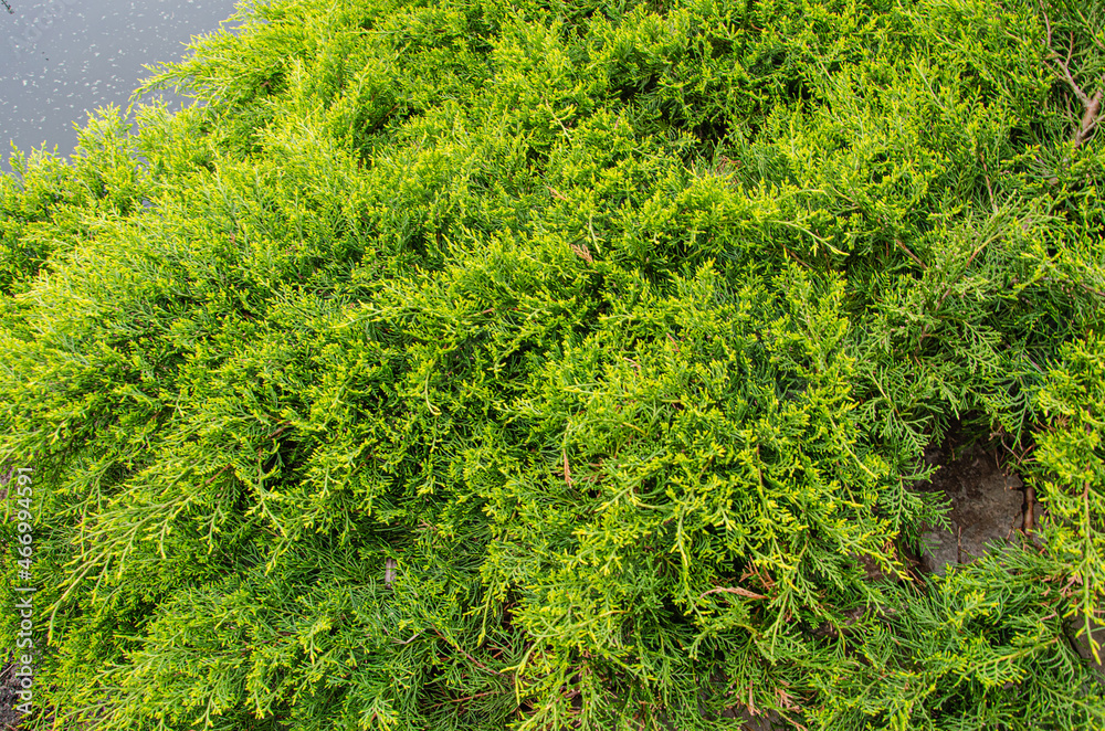 juniper tree nature texture background. Evergreen coniferous juniper green branch close up.