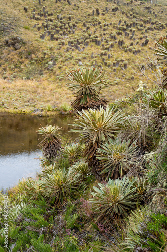 Hike to Paramo de Guacheneque, birthplace of the Bogota River. Espeletia (frailejones) is a genus of plants from the Asteraceae family, endemic to the páramo in the Andes. At Villapinzón, Colombia.