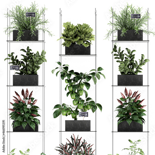 vertical garden for the kitchen on a white background