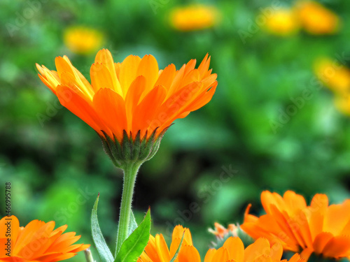  calendula officinalis