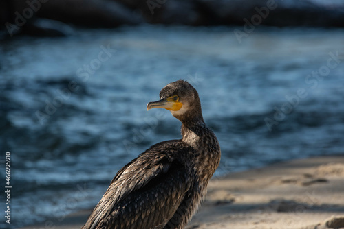 Ave herida descansando en la playa de Noia, Galicia.  © Flor