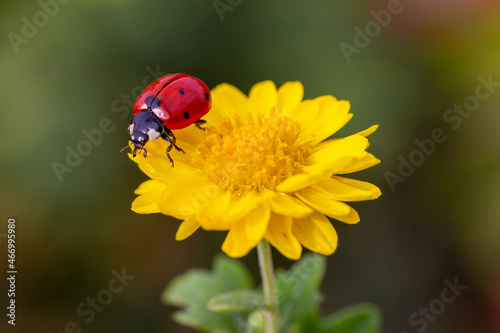 ladybug sitting on white flower.