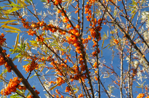 Orange Berries on a Tree