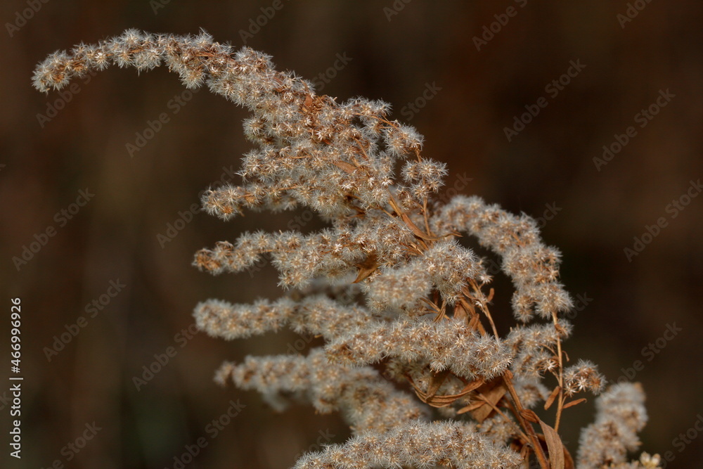 close up of fern