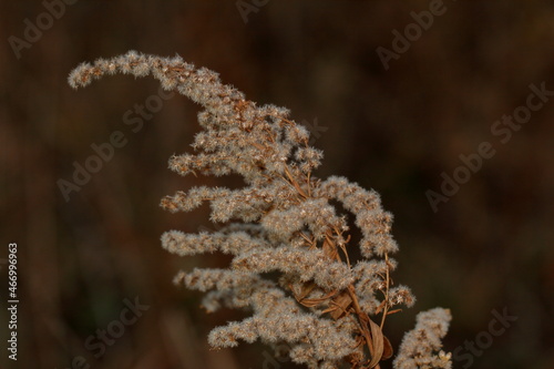 close up of fern