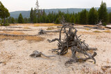 trees, river, Geyser and hot spring in old faithful basin in Yellowstone National Park in Wyoming
