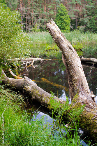 A log of a tree lies in the river, summer forest landscape.